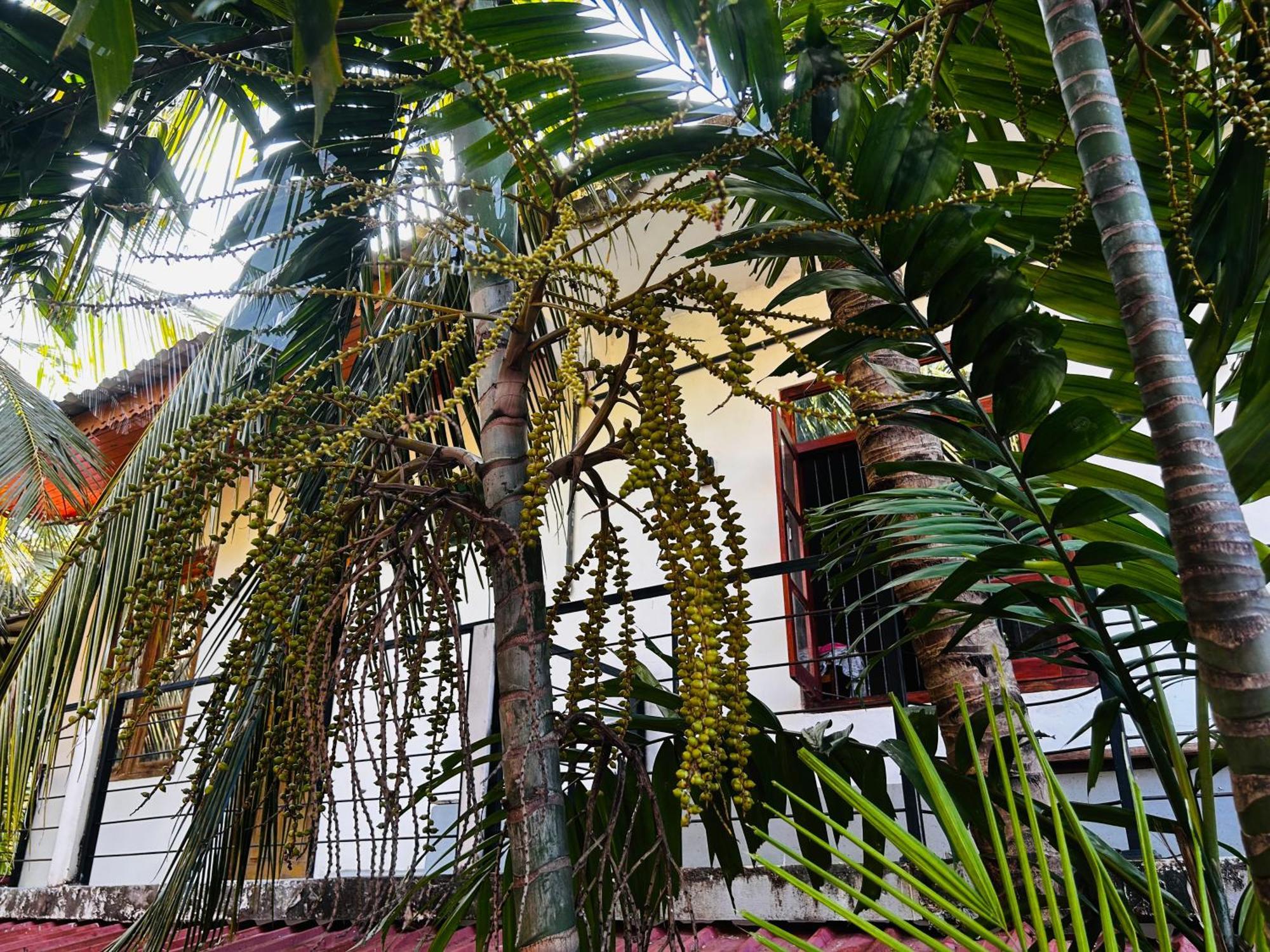 Pearl Bungalow Trincomalee Exterior photo
